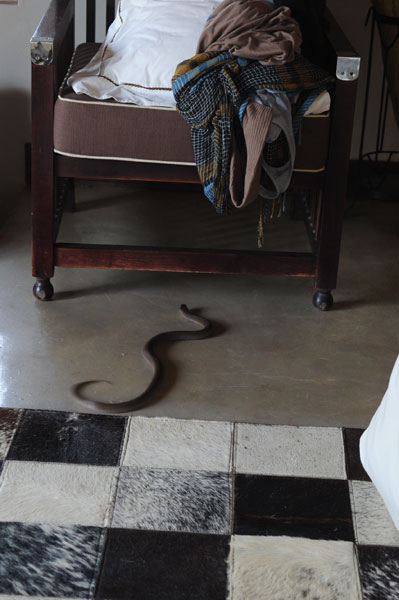 Spitting Cobra in the room in South Africa